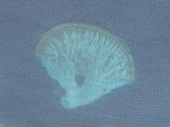 Shell island (Look Like)