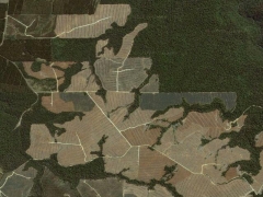 Deforestation (Pollution) - cache image