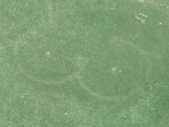 Female crop circle (Crop circle) - cache image