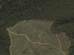 Deforestation in Tasmania (Pollution)
