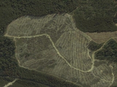 Deforestation in Tasmania 2 (Pollution)