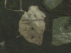 Deforestation in Tasmania 3