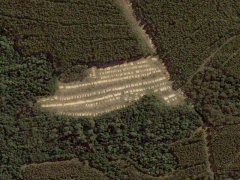  Deforestation in Tasmania 6 (Pollution) - cache image
