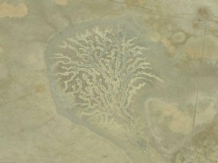 Dry tree (Landscape) - cache image