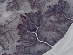 Tree river (Landscape) - cache image