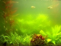 Green waters (Landscape) - similarity