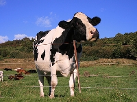 The largest cow on earth (Record) - similarity
