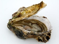 Oyster (Look Like) - similarity