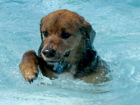 Dog in pool (Animals) - similarity