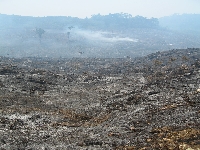  Deforestation in Tasmania 6 (Pollution) - similarity