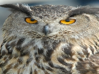 Owl (Look Like) - similarity