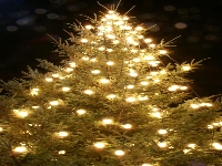Christmas trees (Human made) - similarity