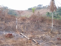 Deforestation in Malaisia 2 (Pollution) - similarity