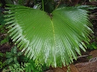 Giant leaf (Giant) - similarity