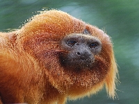 Monkey profil (Look Like) - similarity