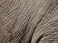 Elephant skin (Look Like) - similarity