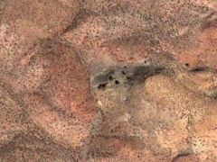 Desert face (Look Like)