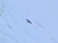Ufo in snow (UFO) - cache image