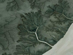 Tree (Look Like) - cache image