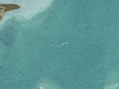 Spermatozoid (Look Like) - cache image