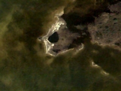 Alien face (Look Like)