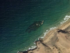 American Star - Australis (Crash) - cache image