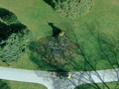 Giant peacock (Giant)