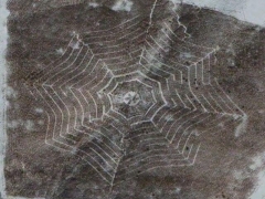 Spider in snow (Art) - cache image