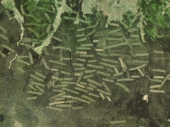 Field lamella (Human made) - cache image
