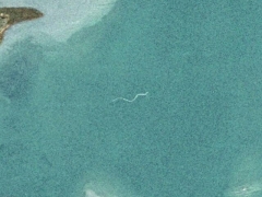 Giant white snake (Record) - cache image