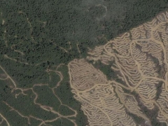 Deforestation in Malaisia 8 (Pollution)