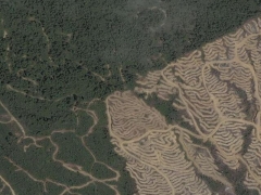 Deforestation in Malaisia 8 (Pollution)
