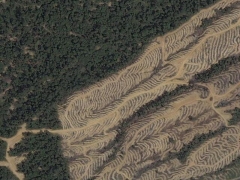 Deforestation in Malaisia 9 (Pollution)