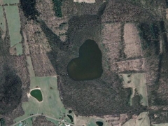 Heart in forest (Look Like)