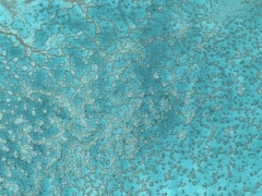 Coral (Landscape) - cache image