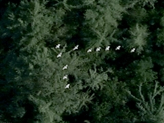 Birds (Animals) - cache image