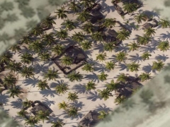 Palm tree (Landscape)