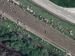 Warning sheep (Animals) - cache image