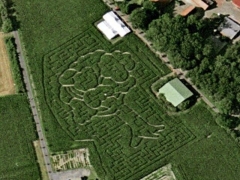 Tree maze (Art) - cache image