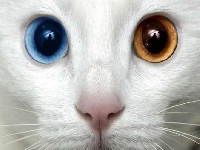 Orange eye (Look Like) - similarity