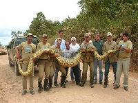 Giant snake (Giant) - similarity