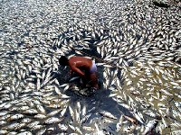 Boat pollution (Pollution) - similarity