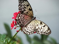 Butterfly 7 (Look Like) - similarity