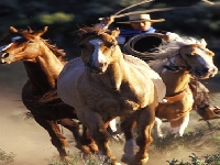 Lost lasso (Look Like) - similarity