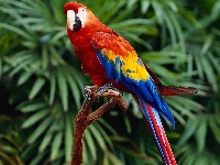 Parrot (Art) - similarity