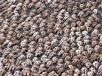 Thousand of people (Event) - similarity