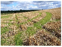 Avebury crop circle (Crop circle) - similarity