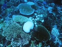 coral (Landscape) - similarity
