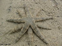 Sand star (Sign) - similarity