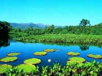 Pantanal pollution (Pollution) - similarity